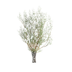 3d illustration of Salix caprea snow covered tree isolated on transparent background
