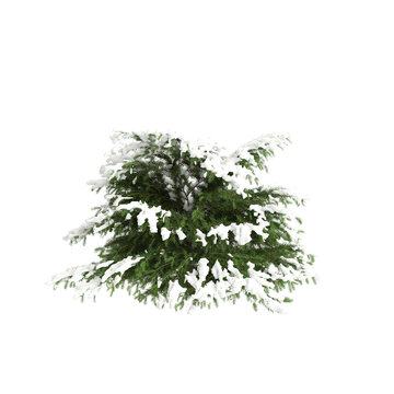 3d illustration of Picea abies Nidiformis snow covered tree isolated on transparent background