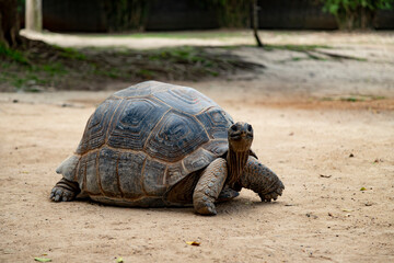 Large turtle on the ground looking forward, Aldabrachelys gigantea