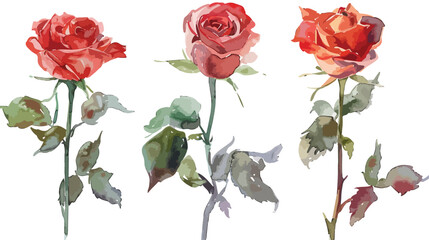 Watercolor hand painted roses. Can be used as backgro