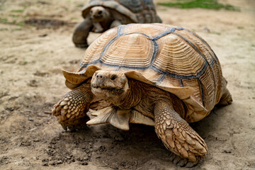 African spurred tortoise close-up on the ground, Geochelone sulcata