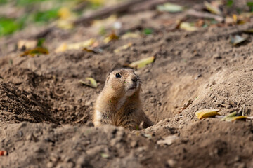 Yellow ground squirrel peeks out of its earthen hole, Spermophilus fulvus - obrazy, fototapety, plakaty