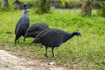 Three guinea fowl grazing by the road, Numida meleagris