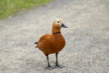 Ruddy shelduck on sandy ground close-up, Tadorna ferruginea