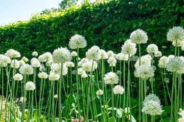 Wandaufkleber Summer garden with high white flowers and green grass. © Iryna