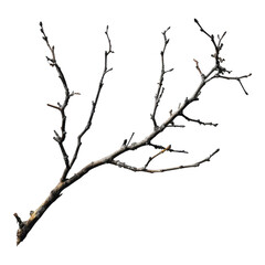 Dead branch of tree isolated on transparent background
