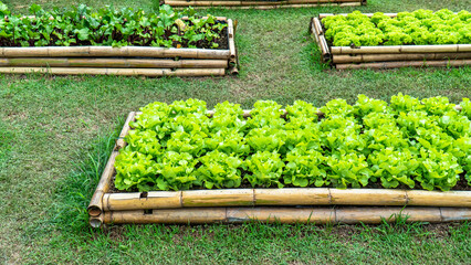 Vegetable agriculture in bamboo plantation plot background. Green oak, lettuce, beetroot growing in bamboo vegetable plot.