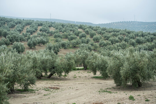 Olive trees on a cloudy and foggy morning in Jaen, Spain. Extension intended for planting to obtain olive oil.