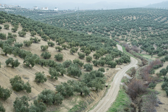 Olive trees on a cloudy and foggy morning in Jaen, Spain. Extension intended for planting to obtain olive oil.