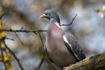 a pigeon on a branch