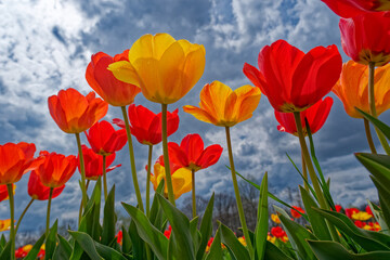 Backlit tulips closeup