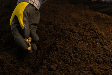 A hand plants seeds in the soil close-up. A farmer sows vegetable seeds in the soil of a garden bed...