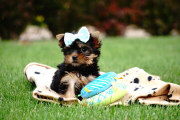 Yorkshire Terrier Puppy sitting on Green Grass. Cute dog. Puppy sittting on green grass. Domestic...