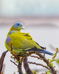 A Yellow Footed Green Pigeon