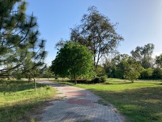 trees in the park