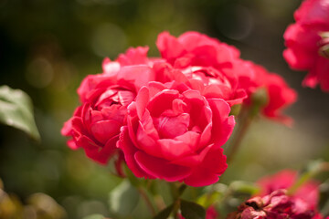 Red Roses among plants in the garden. Close-up. DOF