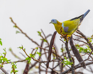 Obraz premium A Yellow Footed Green Pigeon