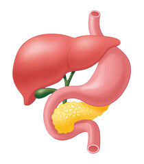 肝臓・胃・膵臓・胆嚢