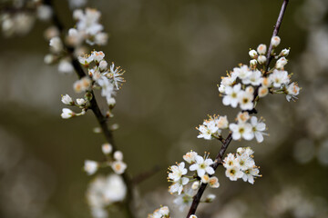 Fototapeta premium Postkartenmotive im Garten. Frühlingblüher Büsche und Blumen in schönen Farben vor grauem Hintergrund mit Textfreiraum