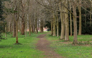 Landscape - woodland track