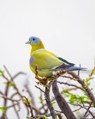 A Yellow Footed Green Pigeon