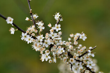 Postkartenmotiv Gründonnerstag im Garten. Weiße Frühlingblüher Büsche und Blumen in schönen...