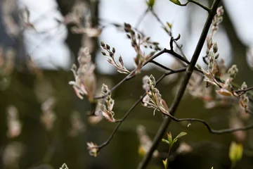 Wanddecoratie Huisarts Postkartenmotive im Garten. Frühlingblüher Büsche und Blumen in schönen Farben vor unscharfem Hintergrund mit Textfreiraum  © Sven Böttcher