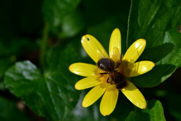 Macro photography of a bee on yellow flower
