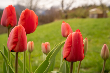 Close-up of half closed red tulip flowers with green leaves in the garden in front of meadow