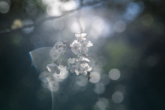 Bee foraging cherry blossom in the morning sunlight, bokeh background, shallow depth of field