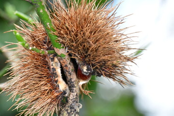 Chestnuts on a branch. Macro photography