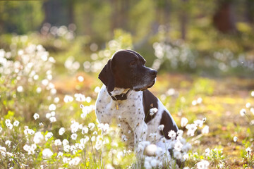 Dog english pointer