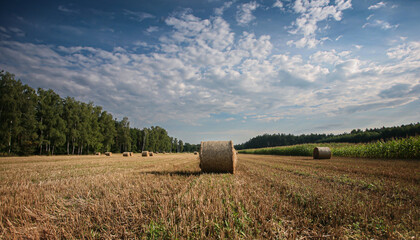 hay bales in the field on the summer day