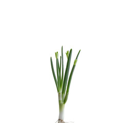 Spring onion isolated on transparent background