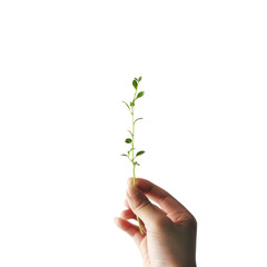 Hand holding growing seeding isolated on transparent background