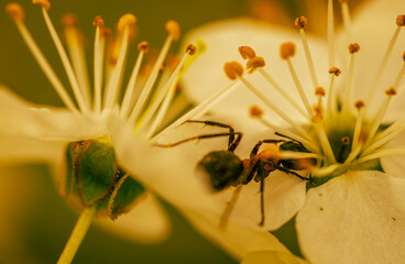 red ants eats flower nectar