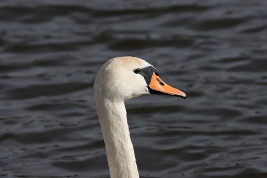 Young 2 year old female swan portraite