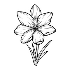 Spring crocus flower line art sketch, saffron drawing. Vector wildflower illustration. Hand drawn botanical outline art. Isolated design element for coloring book, background, pattern, logo.