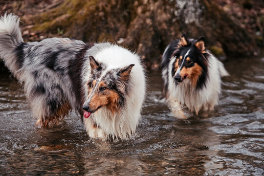 American Collies