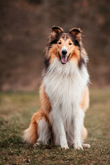 American Collies