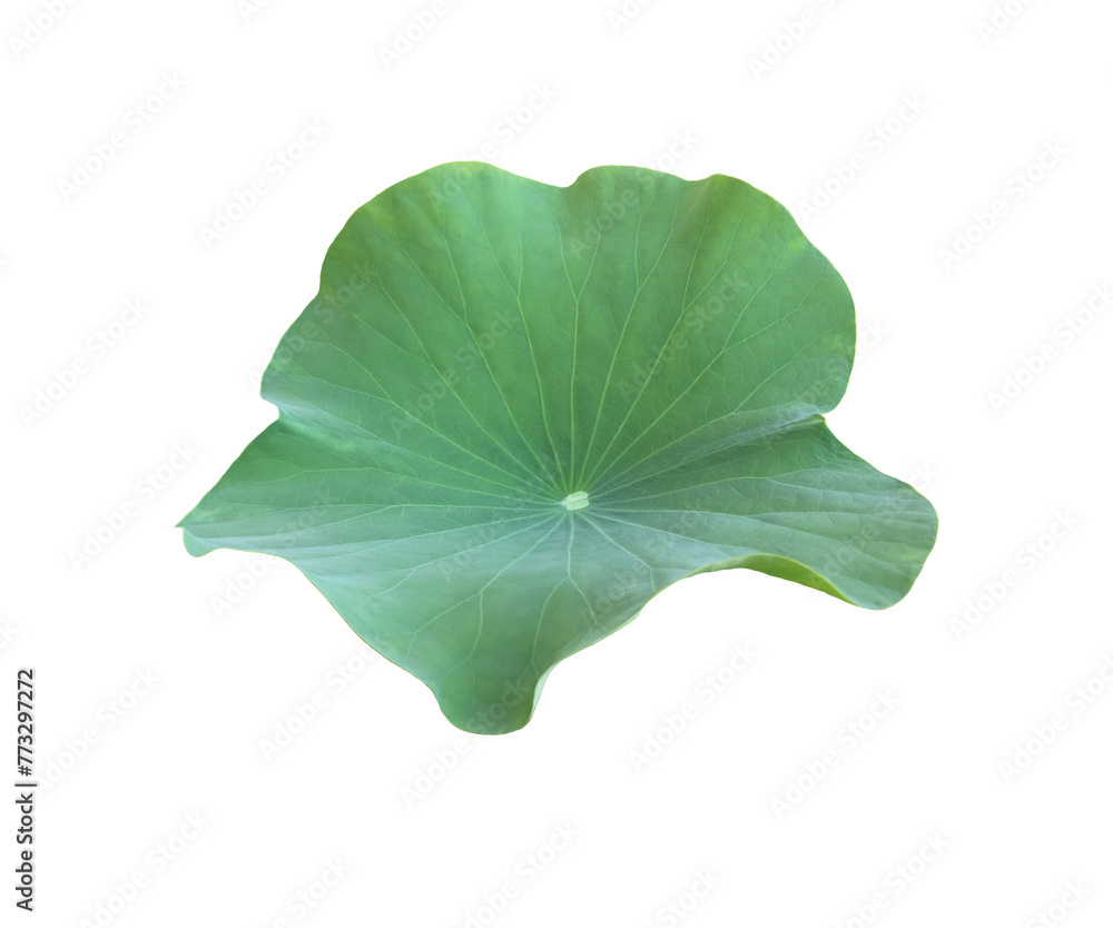 Canvas Prints isolated waterlily or lotus leaf with clipping paths.