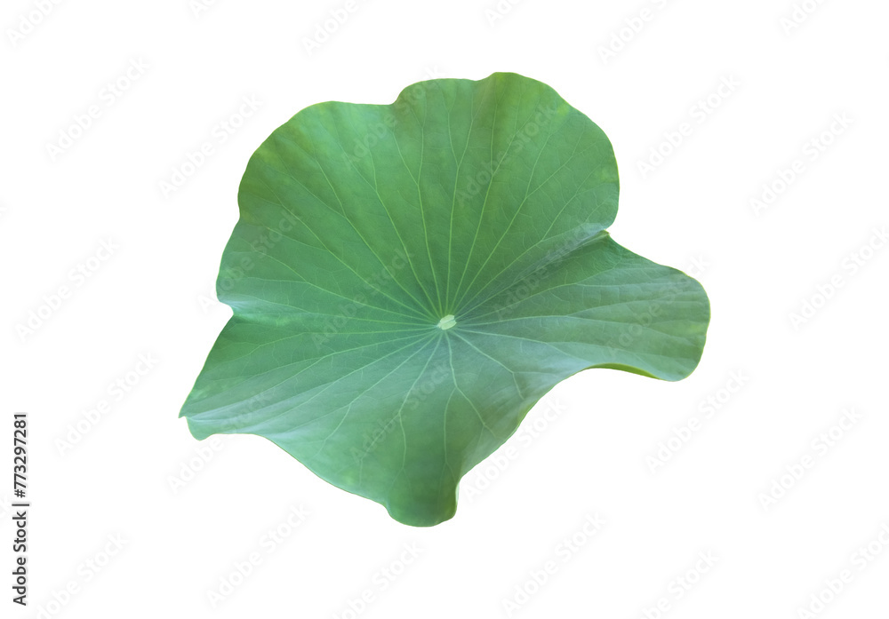 Canvas Prints isolated waterlily or lotus leaf with clipping paths.