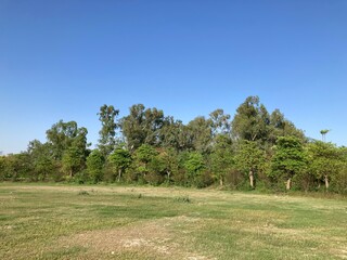 landscape with trees and sky