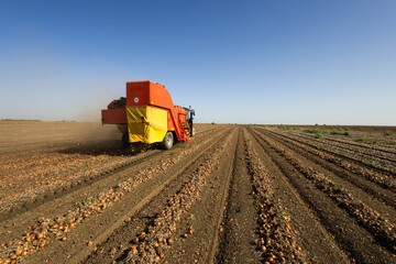 The harvester transports the onion