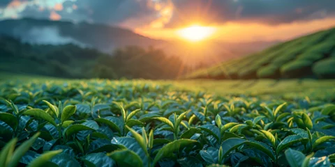 Fotobehang Sunrise at green tea plantation, nature background tea fields nestled against mountain backdrop, green tea leaves sway. © Fatima