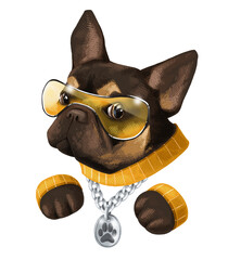 Cartoon painted French bulldog of dark brown and gold color in yellow glasses, yellow sweater and with a silver chain. Cool dog. Funny art, hand-drawn. Illustrartion on transparent background 