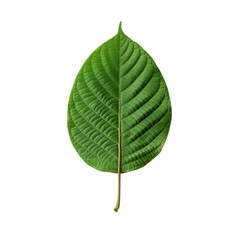 Kratom leaf isolated on transparent background
