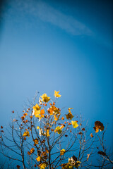 yellow leaves in the sky