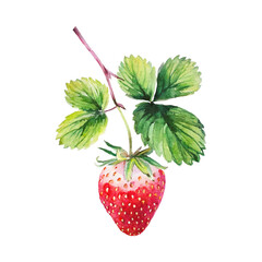 Watercolor illustration of strawberry isolated on white background.
