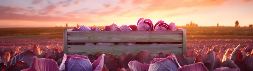 Deurstickers Red Cabbage harvested in a wooden box with field and sunset in the background. Natural organic fruit abundance. Agriculture, healthy and natural food concept. Horizontal composition, banner. © linda_vostrovska